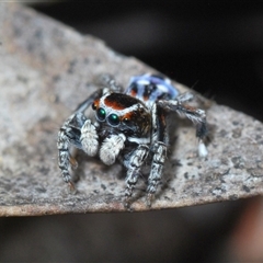 Maratus harrisi (Harris's Peacock spider) at Mount Clear, ACT - 6 Nov 2024 by Harrisi