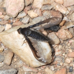 Aleucosia sp. (genus) at Mount Clear, ACT - 6 Nov 2024