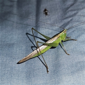 Conocephalus semivittatus at Braidwood, NSW - 6 Nov 2024