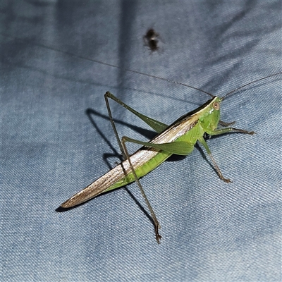 Conocephalus semivittatus (Meadow katydid) at Braidwood, NSW - 6 Nov 2024 by MatthewFrawley