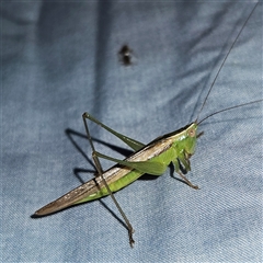 Conocephalus semivittatus at Braidwood, NSW - 6 Nov 2024