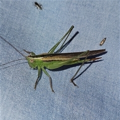 Conocephalus semivittatus at Braidwood, NSW - 6 Nov 2024