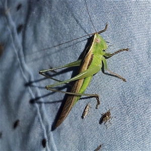 Conocephalus semivittatus at Braidwood, NSW - 6 Nov 2024