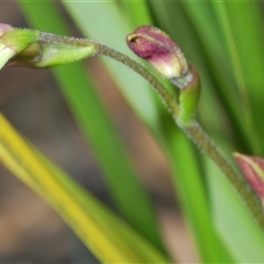 Caladenia sp. (A Caladenia) at Booth, ACT - 6 Nov 2024 by Harrisi