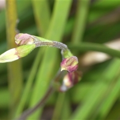 Caladenia sp. at Booth, ACT - suppressed