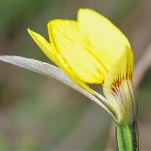 Diuris subalpina at Shannons Flat, NSW - 6 Nov 2024