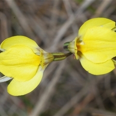 Diuris subalpina at Shannons Flat, NSW - 6 Nov 2024