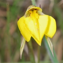 Diuris subalpina at Shannons Flat, NSW - 6 Nov 2024