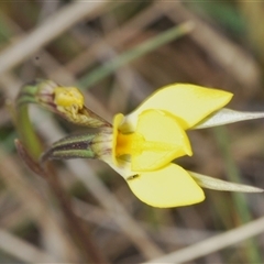 Diuris subalpina at Shannons Flat, NSW - 6 Nov 2024