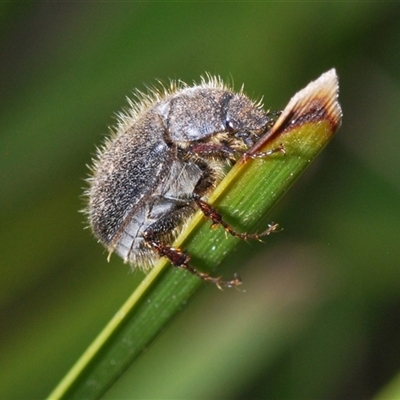 Unidentified Scarab beetle (Scarabaeidae) at Booth, ACT - 6 Nov 2024 by Harrisi