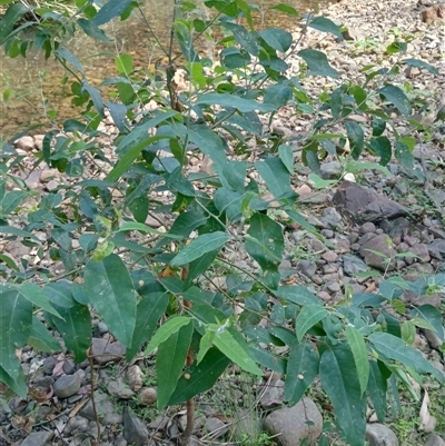 Unidentified Gum Tree at Ghan, NT - 6 Nov 2024 by Brouhaha