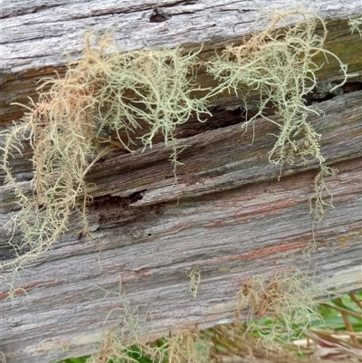 Unverified Plant at Rosewood, NSW - 18 Oct 2024 by Brouhaha