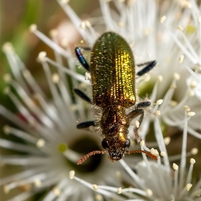 Phlogistus sp. (genus) by Aussiegall