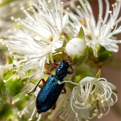 Phlogistus sp. (genus) by Aussiegall