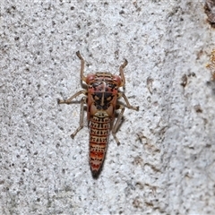 Cicadellidae (family) (Unidentified leafhopper) at Acton, ACT - 6 Nov 2024 by TimL