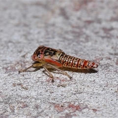 Cicadellidae (family) at Acton, ACT - 6 Nov 2024 12:52 PM