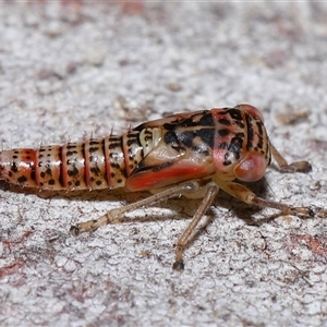 Cicadellidae (family) at Acton, ACT - 6 Nov 2024 12:52 PM