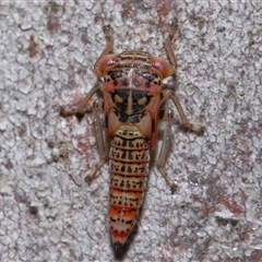 Cicadellidae (family) at Acton, ACT - 6 Nov 2024 12:52 PM