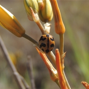 Coccinella transversalis at Barton, ACT - 3 Nov 2024