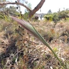 Dichelachne sp. (Plume Grasses) at Barton, ACT - 3 Nov 2024 by MichaelBedingfield