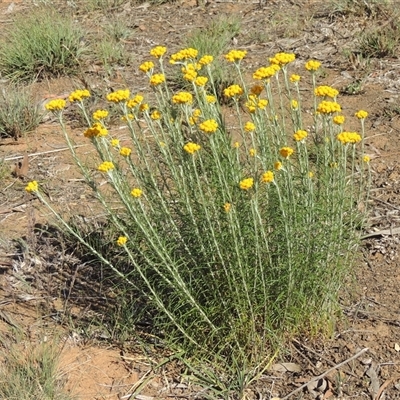 Chrysocephalum semipapposum (Clustered Everlasting) at Barton, ACT - 3 Nov 2024 by MichaelBedingfield