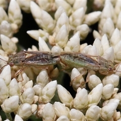 Germalus victoriae (A seed bug) at Acton, ACT - 6 Nov 2024 by TimL