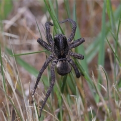 Tasmanicosa sp. (genus) (Tasmanicosa wolf spider) at Yarralumla, ACT - 5 Nov 2024 by TimL