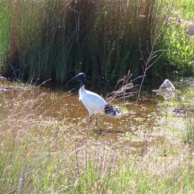 Threskiornis molucca (Australian White Ibis) at Beechworth, VIC - 21 Oct 2024 by MB