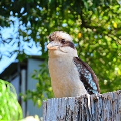 Dacelo novaeguineae (Laughing Kookaburra) at Beechworth, VIC - 21 Oct 2024 by MB