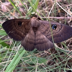 Dasypodia selenophora (Southern old lady moth) at Wanniassa, ACT - 7 Nov 2024 by sduus