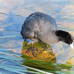 Fulica atra (Eurasian Coot) at Beechworth, VIC - 21 Oct 2024 by MB