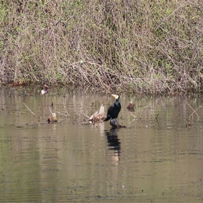 Phalacrocorax carbo (Great Cormorant) at Beechworth, VIC - 21 Oct 2024 by MB