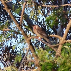 Anthochaera carunculata (Red Wattlebird) at Seymour, VIC - 24 Oct 2024 by MB