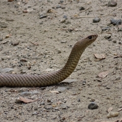 Pseudonaja textilis (Eastern Brown Snake) at Wooragee, VIC - 22 Oct 2024 by MB