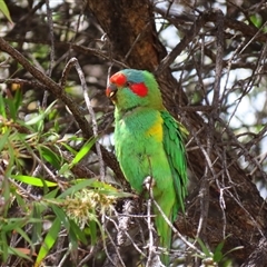 Glossopsitta concinna (Musk Lorikeet) at Boort, VIC - 24 Oct 2024 by MB