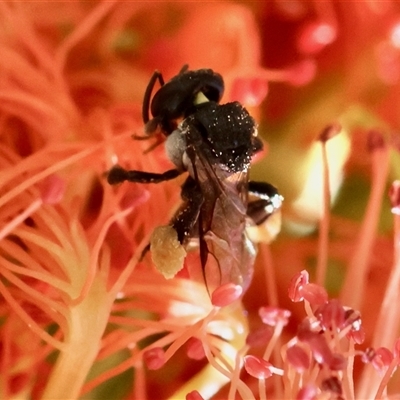 Tetragonula carbonaria (Stingless bee) at Moruya, NSW by LisaH