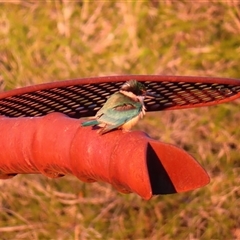 Todiramphus sanctus (Sacred Kingfisher) at Boort, VIC - 24 Oct 2024 by MB