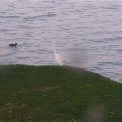 Ardea alba (Great Egret) at Boort, VIC - 24 Oct 2024 by MB