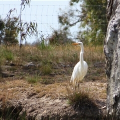 Ardea alba (Great Egret) at Horsham, VIC - 25 Oct 2024 by MB