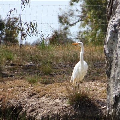 Ardea alba (Great Egret) at Horsham, VIC - 25 Oct 2024 by MB