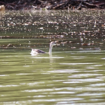 Poliocephalus poliocephalus (Hoary-headed Grebe) at Horsham, VIC - 25 Oct 2024 by MB