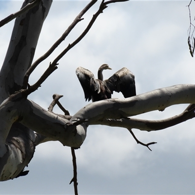 Anhinga novaehollandiae (Australasian Darter) at Horsham, VIC - 25 Oct 2024 by MB