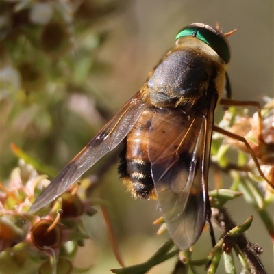 Copidapha maculiventris (March fly) at Moruya, NSW - 5 Nov 2024 by LisaH