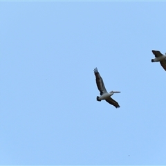 Pelecanus conspicillatus (Australian Pelican) at Horsham, VIC - 25 Oct 2024 by MB