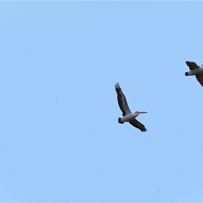 Pelecanus conspicillatus (Australian Pelican) at Horsham, VIC - 25 Oct 2024 by MB