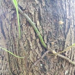 Zealandia pustulata (Kangaroo Fern) at Preston, TAS - 5 Nov 2024 by LyndalT