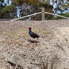 Porphyrio melanotus (Australasian Swamphen) at Horsham, VIC - 25 Oct 2024 by MB