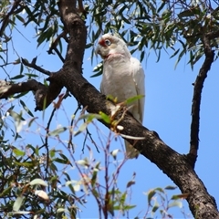 Cacatua tenuirostris (Long-billed Corella) at Horsham, VIC - 25 Oct 2024 by MB