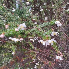 Bauera rubioides (Wiry Bauera) at Erriba, TAS - 6 Nov 2024 by LyndalT