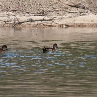 Anas gracilis (Grey Teal) at Horsham, VIC - 25 Oct 2024 by MB